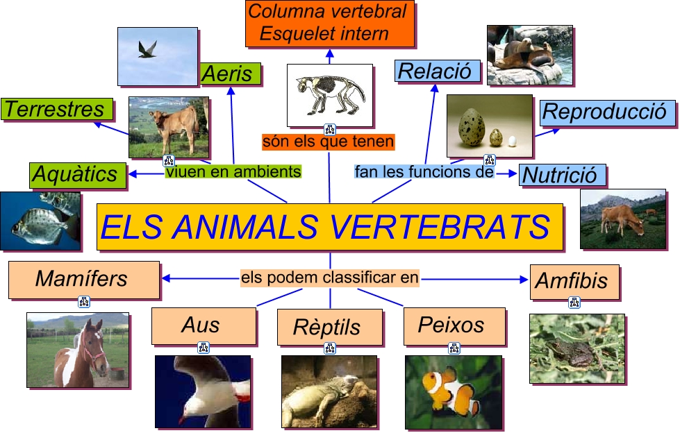 Resultado de imagen de classificaciÃ³ animals vertebrats